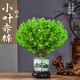 臨雅小葉赤楠盆景金絲楠木老樁綠植物室內(nèi)桌面盆栽好養(yǎng)山水盆源頭直發(fā)