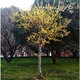 墨耘蒼臘梅樹(shù)苗紅梅樹(shù)苗地栽紅梅花樹(shù)臘梅綠梅樹(shù)狀耐寒庭院花卉綠化植物 臘梅樹(shù) 4公分粗【花園】【1米-1.3米】
