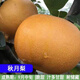 梨樹(shù)果苗嫁接苗當年結果四季翠冠紅啤特大彩虹梨南北方地栽梨樹(shù)苗 秋月梨4年苗當年結果 81cm(含)-110cm(含)