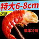 無(wú)冰小龍蝦尾冷凍生鮮鮮活特級蝦尾蝦球特大小龍蝦冰凍龍蝦尾 特級龍蝦尾3斤（一斤90粒左右）