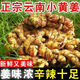 品質(zhì)云南小黃姜帶泥現(xiàn)挖現(xiàn)發(fā)辛辣老姜生姜仔姜生鮮水果蔬菜半價 2斤