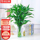 沭之美富貴竹水培綠植小富貴竹60-70cm10支+30六角瓶【竹葉款】源頭直發(fā)