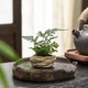 八芽海島羅漢松指尖微型盆栽桌面小綠植迷你拇指好養植物源頭直發(fā)包郵 凌云狼尾蕨 陶瓷盆-帶盆栽好