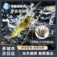 海蘊極鮮【活鮮】鮮活羅氏蝦 新鮮羅氏沼蝦淡水白腳蝦金錢(qián)蝦燒烤 超大號 1500g(凈重)  18-24只左右
