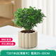 墨一綠植盆栽北歐風(fēng)桌面花卉植物 清香木+奶油色棒棒花盆 源頭直發(fā)