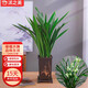 沭之美蘭花苗濃香型報(bào)歲蘭室內(nèi)綠植盆栽 建蘭8-9苗+蘭花塑料盆 源頭直發(fā)