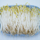 【粵菜鮮】綠豆芽300g