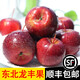 辰實(shí)【順豐】龍豐果 東北大秋果 特產(chǎn)小蘋(píng)果 新鮮海棠果沙果水果 5斤（大果）