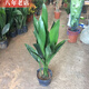 雅卉四季長(cháng)青室內客廳觀(guān)葉植物綠植盆景一葉蘭室內綠葉花卉盆栽 20棵苗效果 不含盆