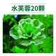 瘋狂水草（FKSC）浮萍活體水草一葉蓮水芙蓉植物養龜魚(yú)池造景直接入缸水上煙花 水芙蓉20朵