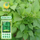 鳳鳴雅世食用綠蘇種子白蘇子葉種籽東北大葉綠蘇籽可四季種植綠蘇種子5克