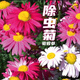 萌肉居除蟲菊花草種子50g 多年生芹菜花庭院盆栽驅(qū)蚊草除蟲花種子