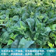 【甜脆芥蘭菜】甜芯綠芥藍(lán)芥藍(lán)菜廣東芥蘭農(nóng)家四季新鮮種子包郵 甜脆芥蘭菜種子 優(yōu)選種子二包