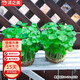 沭之美銅錢(qián)草水培土培植物盆栽桌面盆栽 銅錢(qián)草2盆【不含盆】源頭直發(fā)