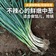 密農(nóng)人家新鮮中蔥 蘸醬蔥 農(nóng)家自種 生吃嫩香蔥味濃 現(xiàn)拔中蔥白露蔥500g