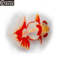 森悠（SARYOR）蝶尾金魚活體觀賞魚包金冷水魚苗 【紅白蝶尾】6-7cm