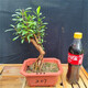 微小石榴樹(shù)苗結果盆景提根造型小品素材花卉園藝綠植物矮霸樁盆栽可以聯(lián)系客服選圖片 一物一拍207 帶盆栽好