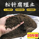 松針土君子蘭腐葉土綠蘿蘭花土文竹蘆薈腐殖土種菜養花通用營(yíng)養土 腐殖松針?lè )鬯橥?已發(fā)酵)10斤