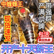中蜂蜂王種王高產蜜蜂開產王阿壩雙色廣東土蜂強群滿脾產卵王 阿壩開產王【強推】