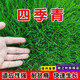 婉之樹(shù)進(jìn)口草坪種子草籽矮生四季青工程綠化四季常青護坡免修剪草種子 【四季青】混播草籽一斤