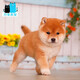 祥彥方依純種柴犬幼犬活體日本小柴犬赤柴黑柴狗豆柴寵物狗活體雙血統(tǒng)幼崽