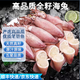 寓島碼頭海兔 滿(mǎn)籽新鮮筆管魚(yú)大號真籽海兔鮮活冷凍帶籽筆管魚(yú)籽烏魷魚(yú) 海兔4盒2斤凈重/盒天 2斤(凈重)
