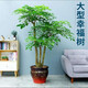 傾顏幸福樹(shù)富貴樹(shù) 綠色植物辦公室綠植花卉室內植物大小盆栽盆景 不含盆 獨桿三叉 含盆