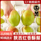 橙小士陜西紅香酥梨當季薄皮脆梨子特產(chǎn)青酥梨新鮮水果整箱 9斤大果紅香酥梨【精選裝】