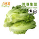東升供港生菜300g 萵仔菜  廣州新鮮配送