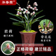 華香園蘭花 君荷 建蘭八大名品之一 蘭花苗 濃香型帶花苞辦公室內盆栽 君荷3苗連體裸根 帶花苞