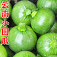 中鮮生云南新鮮嫩南瓜迷你小瓜現(xiàn)摘現(xiàn)發(fā)新鮮蔬菜 5斤 裝