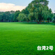 臺灣2號草籽草坪種子結(jié)縷草矮生四季青種子臺灣草草種臺灣青草籽 臺灣2號草籽1斤