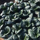 矮腳蘇州青上海青青梗菜種子黑葉油菜籽陽(yáng)臺(tái)盆栽四季播蔬菜種孑 黑葉矮箕蘇州青種子10克原裝