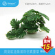 RELAPET爬寵箱造景裝飾 仿真藤蔓草 蜥蜴 鬃獅 守宮 蜘蛛 蛇 16-25cm TM-23