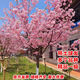 日本櫻花樹(shù)苗木庭院南北方種植盆栽大綠化風(fēng)景樹(shù)苗室外花卉 櫻花5公分【樹(shù)形優(yōu)美 土球發(fā)貨】
