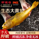 軒農(nóng)谷大黃魚禮盒中秋海鮮舟山特產(chǎn)海捕黃花魚新鮮冷凍魚類大禮包 4條禮盒裝【0.8-1斤/條】