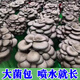 菌豐【噴水就長(cháng)】蘑菇菌包菌種家種蘑菇菌包家庭室內種植食用菌棒菌種 平菇大菌包【買(mǎi)1發(fā)3】