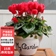 仙客來(lái)盆栽帶花重瓣長(cháng)壽花杜鵑花苗盆栽植物室內花卉D7 仙客來(lái)紅色(隨機帶花苞)帶一次性盆 含盆