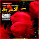 活體寵物血紅鸚鵡魚淡水中大型熱帶觀賞魚元寶發(fā)財(cái)魚鸚鵡魚活體魚紅財(cái)神魚 7-9cm紅鸚鵡6條