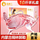 金木蘭內(nèi)蒙羊肉生鮮10斤半只羊中秋禮盒草原生鮮羊排骨羊腿火鍋燒烤食材 【整半扇】10斤半只羊