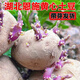 細辛恩施高山老品種土豆種孑馬鈴薯黃心黃皮洋芋農家自留自種發(fā)芽土豆 2500g