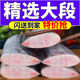 果匯堂帶魚段舟山小眼帶魚新鮮海捕東海刀魚特大帶魚段中段 5斤 中大號 中段