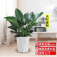 胡麗綠植盆栽金錢樹綠蘿發(fā)財(cái)樹綠植客廳大盆栽大型綠植辦公室室內(nèi)植物 大葉金鉆50-70含陶瓷盆