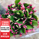 蟹爪蘭帶花苞大苗花卉盆栽室內(nèi)陽臺(tái)辦公帶根D7 紅色+芙蓉色【26-30棵】 原土