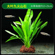水草植物魚缸水培蜈蚣草水上造景凈化水質(zhì)專用綠菊水榕養(yǎng)魚免打理 大葉九