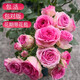 墨一灌木月季花苗特大花盆栽薔薇四季開(kāi)花 粉多頭超感40cm 源頭直發(fā)