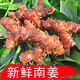 雙品廣東茂名【南姜】新鮮老姜現(xiàn)挖現(xiàn)發(fā)正宗山姜鹵味燉羊肉火鍋調(diào)味品 茂名南姜2斤