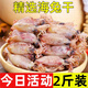 蟻淘鮮海兔子干貨1000g滿(mǎn)籽 筆管魚(yú)全籽似墨魚(yú)仔燒烤食材軟足類(lèi)海鮮干貨 【大份量1000g】海兔干2斤