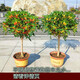 月季村桂花樹(shù)苗盆栽四季開(kāi)花庭院桂花樹(shù)金桂地栽大樹(shù)丹桂四季桂花濃香型 十年桂花-庭院芳香[備注品種] 不含盆