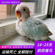 豪蚨雛鳥鸚鵡活體幼鳥手養(yǎng)鳥說話鳥半毛虎皮牡丹玄風(fēng)鳥小太陽雛鳥豪蚨 碧云天雛鳥1只